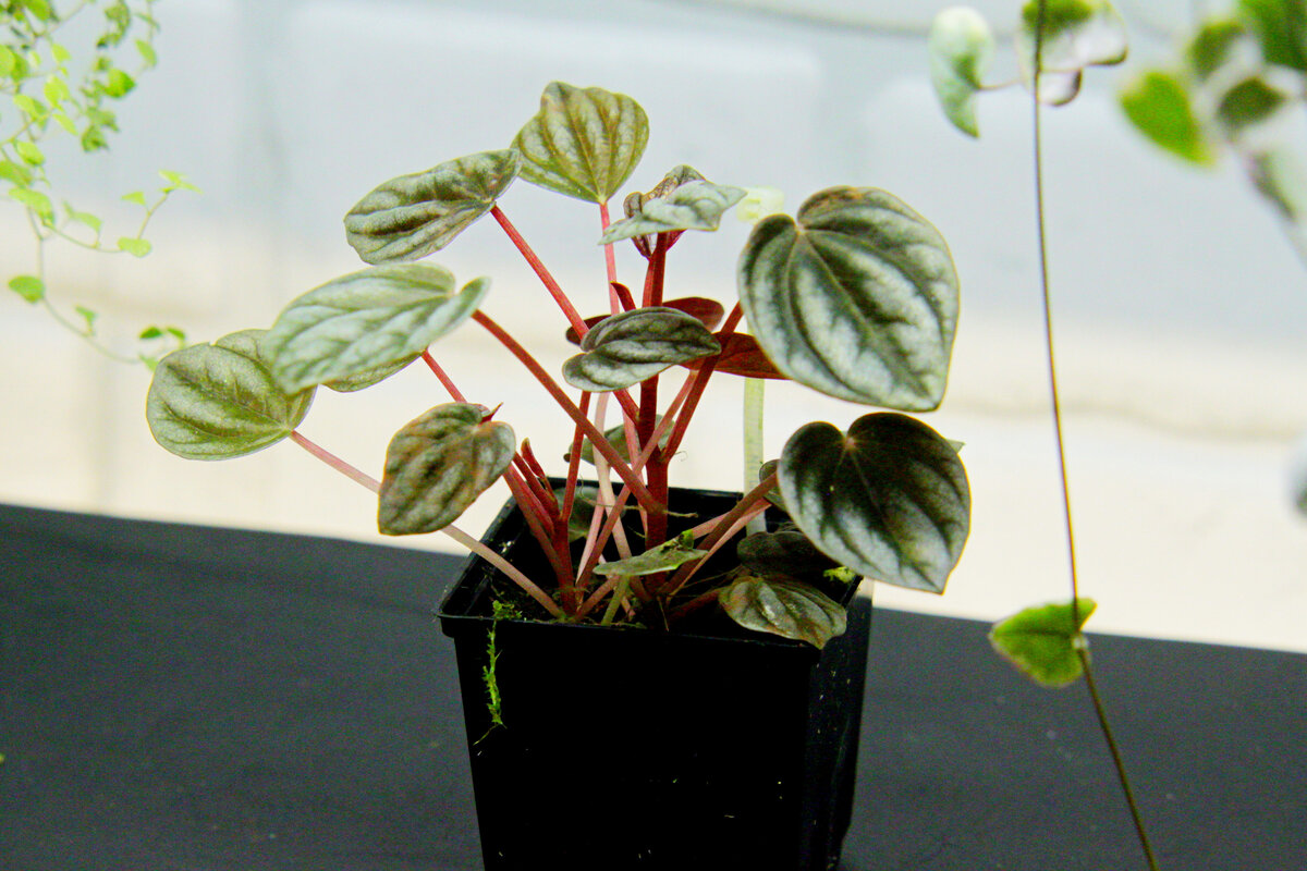 Peperomia cuspidilimba