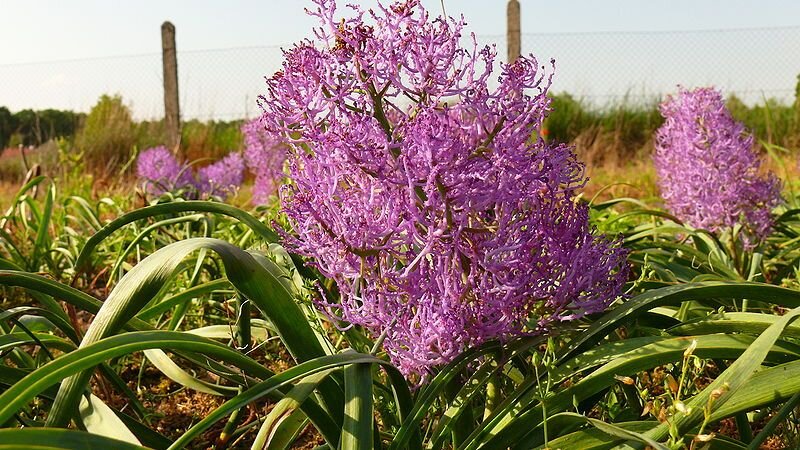 Мускари хохлатый