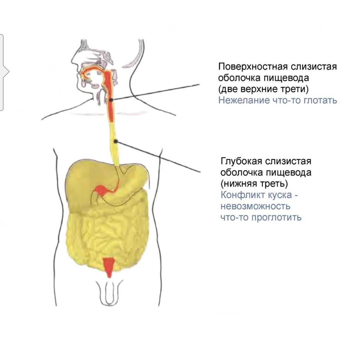 "В меня это не входит" "Я его с дерьмом съем" "Он у меня поперек горла встал" . Все это отражается в работе нашего ЖКТ