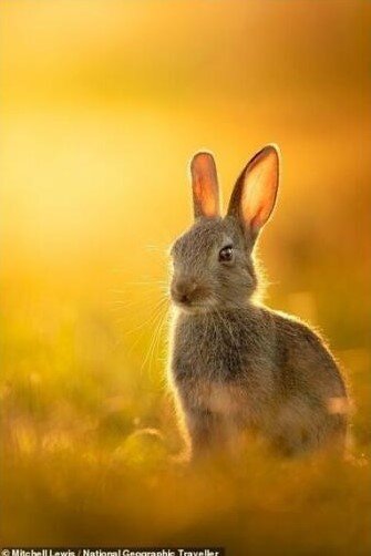 Кролик в закатном солнце. Митчелл Льюис