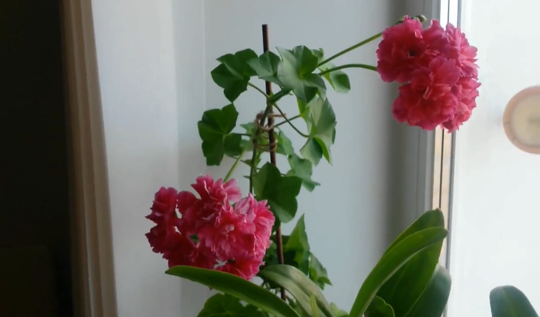 Пышные соцветия пеларгонии.