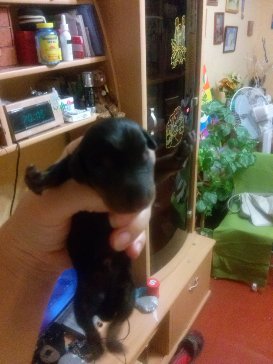 Щенок нашей таксы