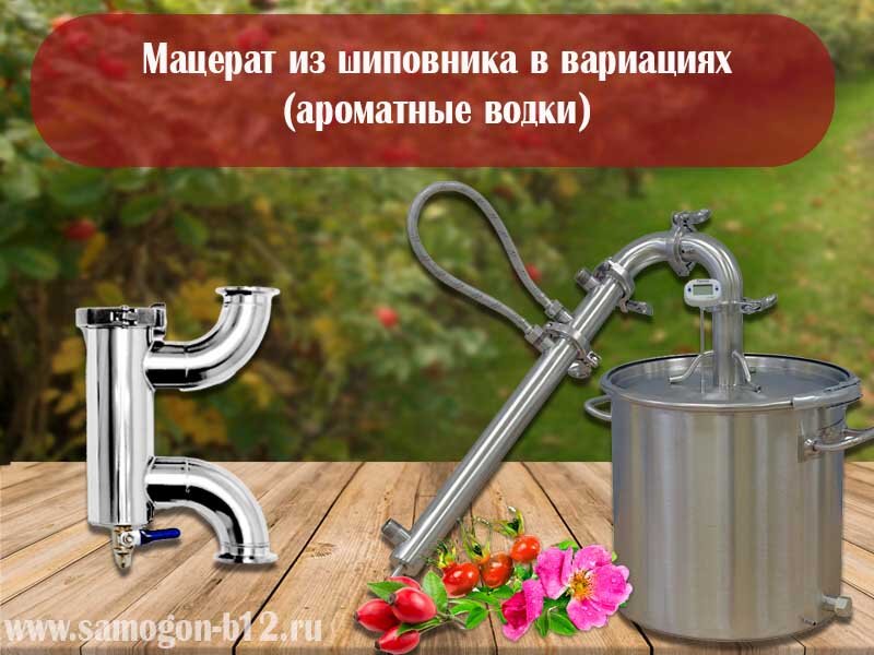 Мацерат из шиповника - готовим сами. ©
