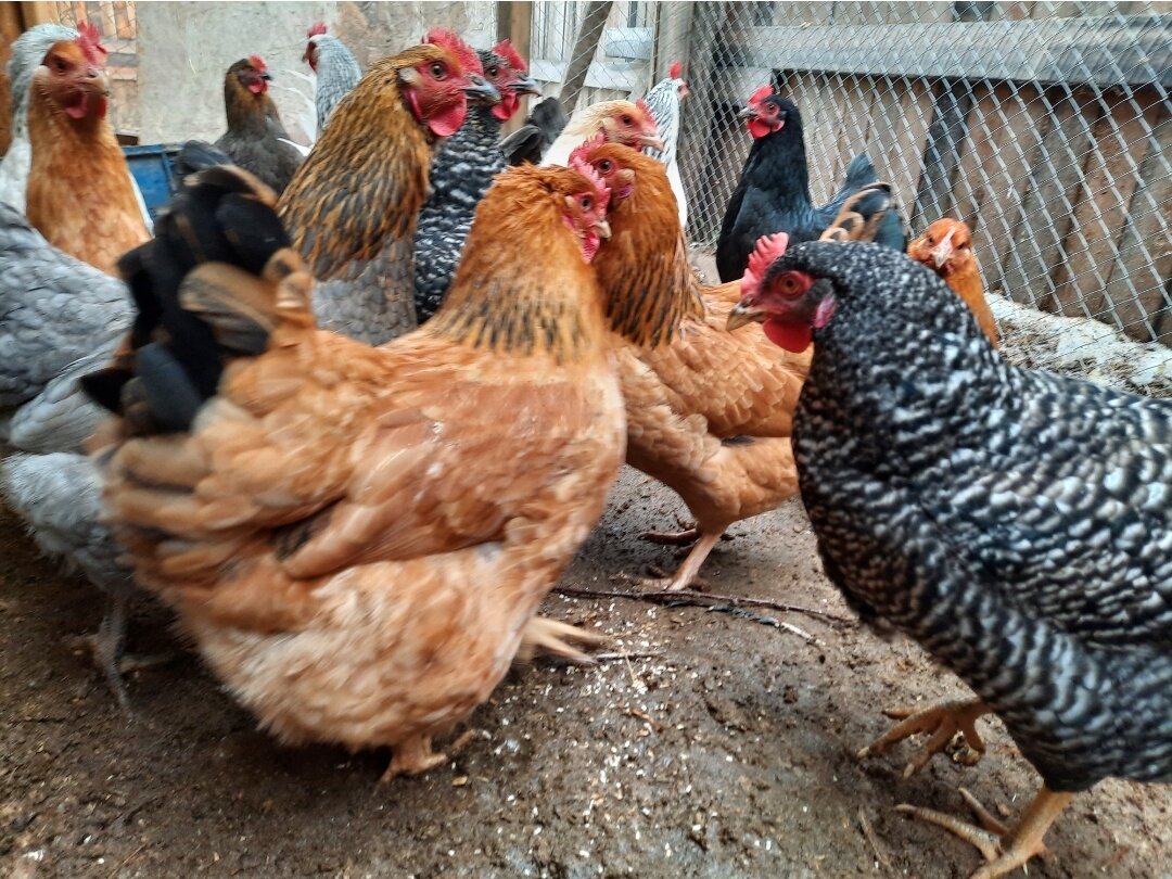 Курятник без крыс