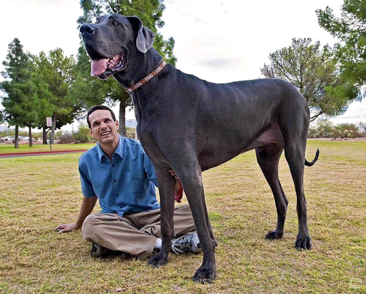Гигант Джордж - самая высокая собака в мире. История немецкого дога. |  Источник | Дзен