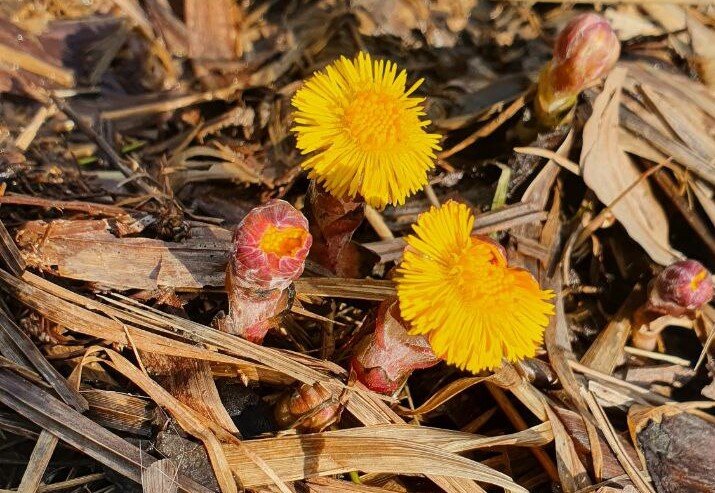 увидела первые цветы