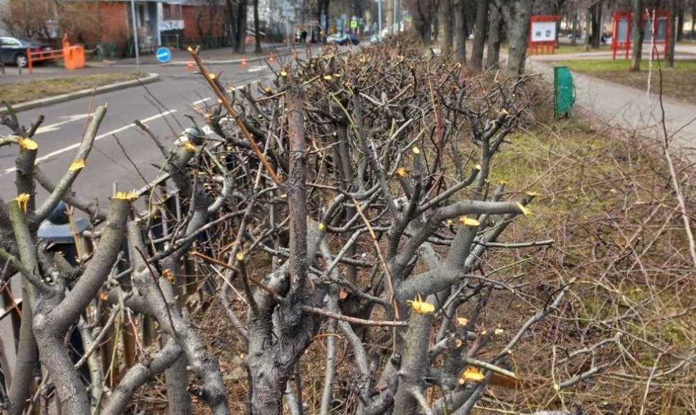 Кусты на Измайловском бульваре после обрезки "Жилищником". Источник: "Изнанка Измайлово"