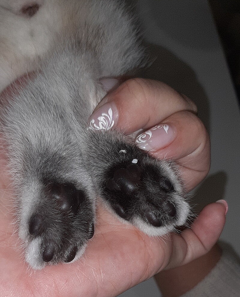 Подушечки черные - наверно, и базовый окрас у котенка черный