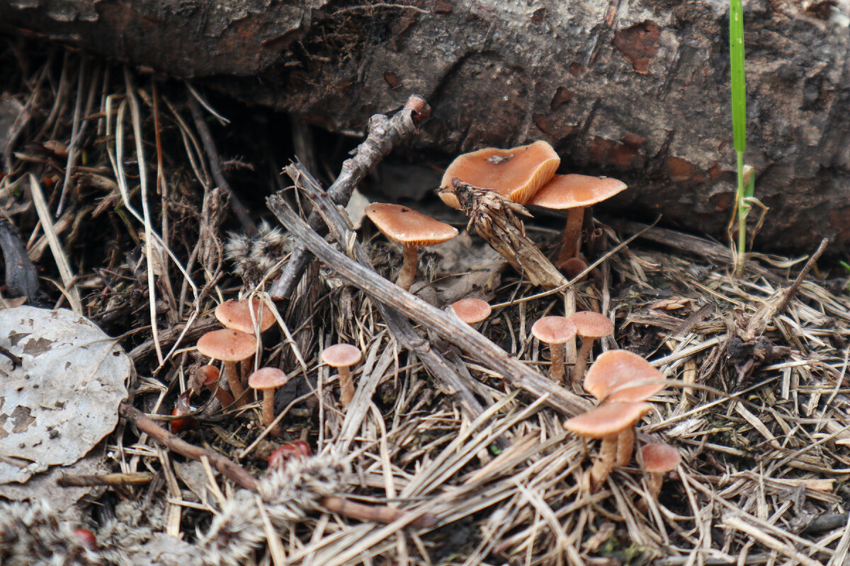 Тубария отрубистая  - Tubaria furfuracea