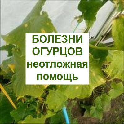 огурцы: болезни и борьба