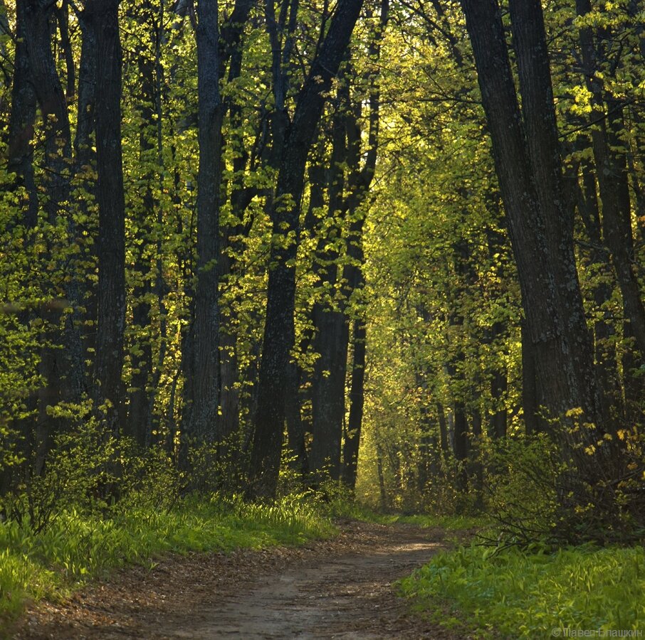 Лесная тропинка, район Октябрьского ущелья.