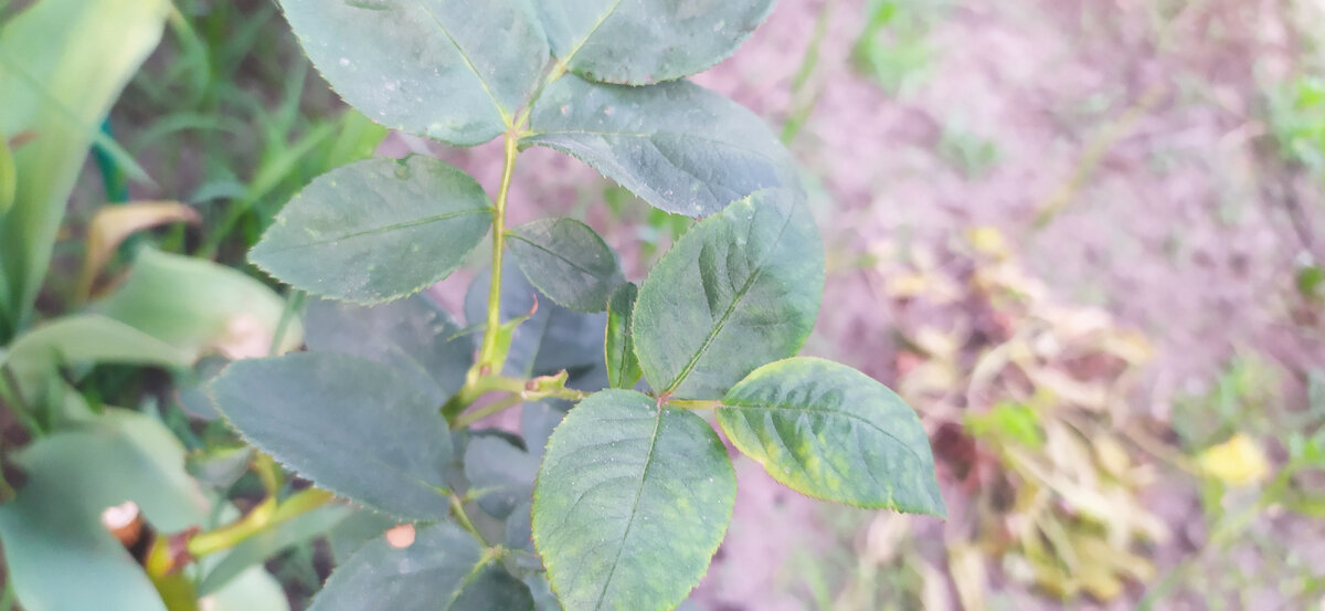 Веточка розы завершковалась