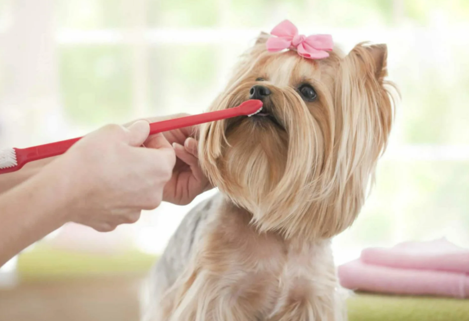 Фотография взята из источника mypets24.com