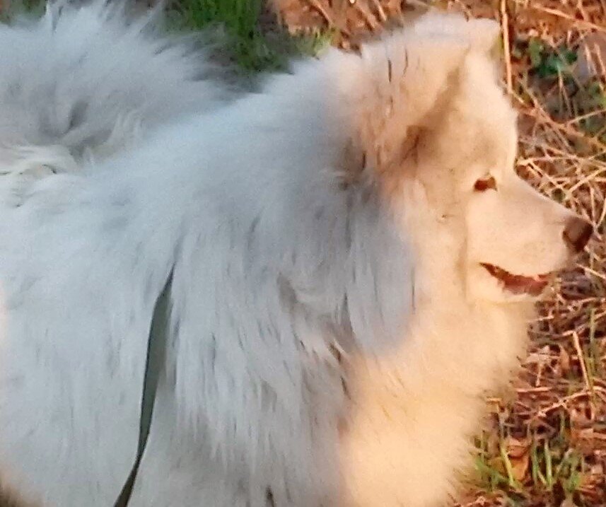 Самоед Умка