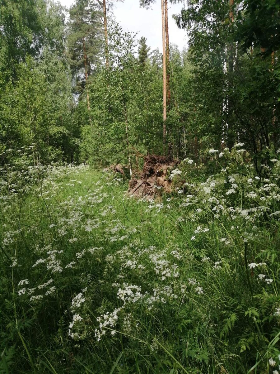 Фото автора. Вообще-то, это - лесная дорога.