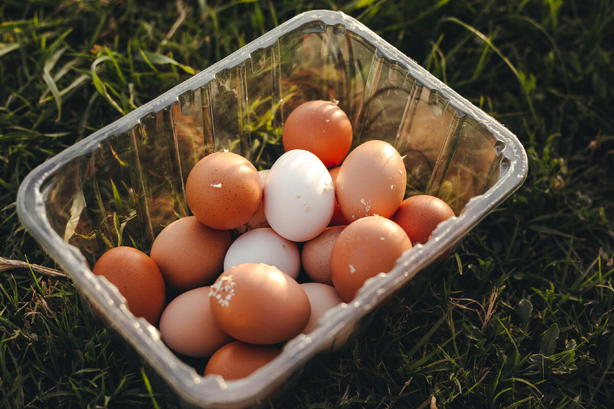 Ели яйца. Производство яиц в России. White Eggs in grass. Забросать яйцами традиция Грузия. Купить вырастающие яйцо парк пернатых.