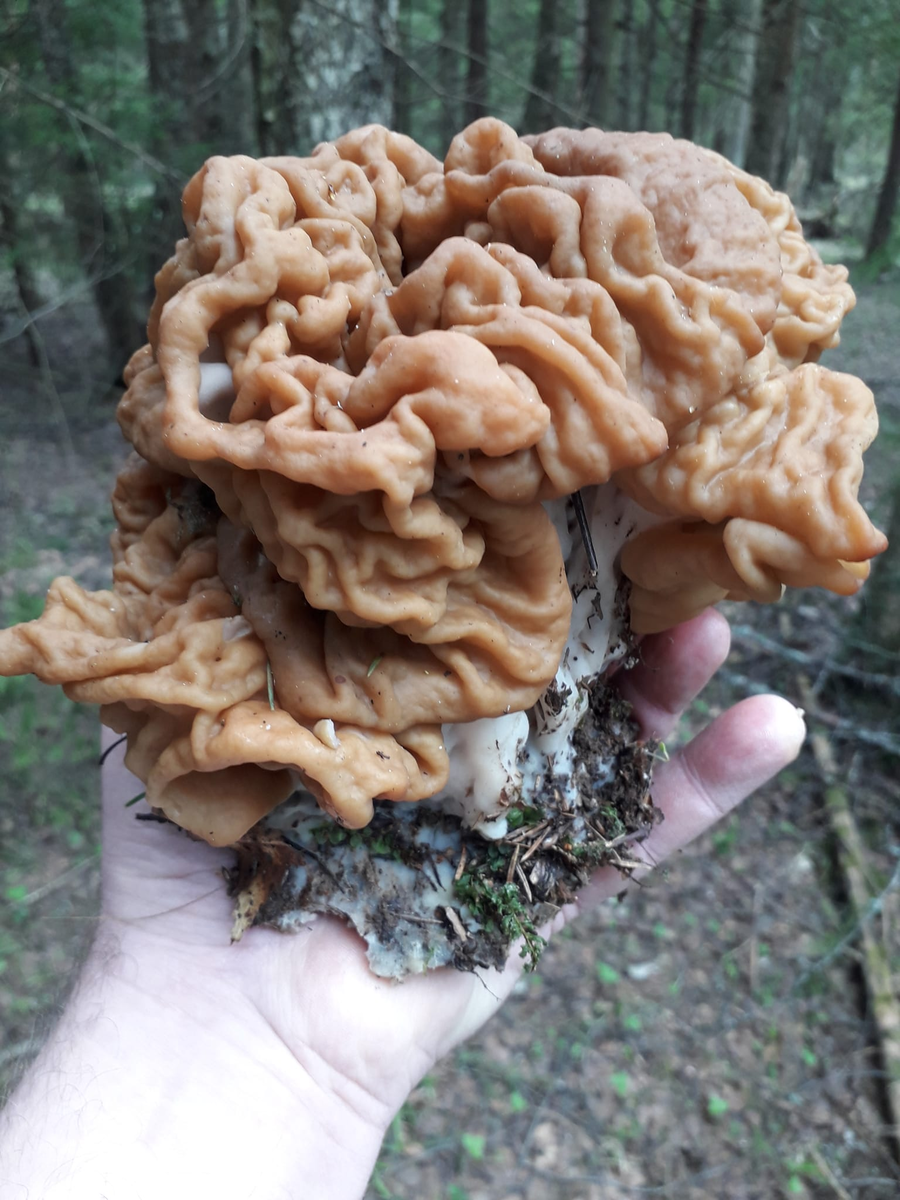 "Улов" Александра в виде огромного строчка.