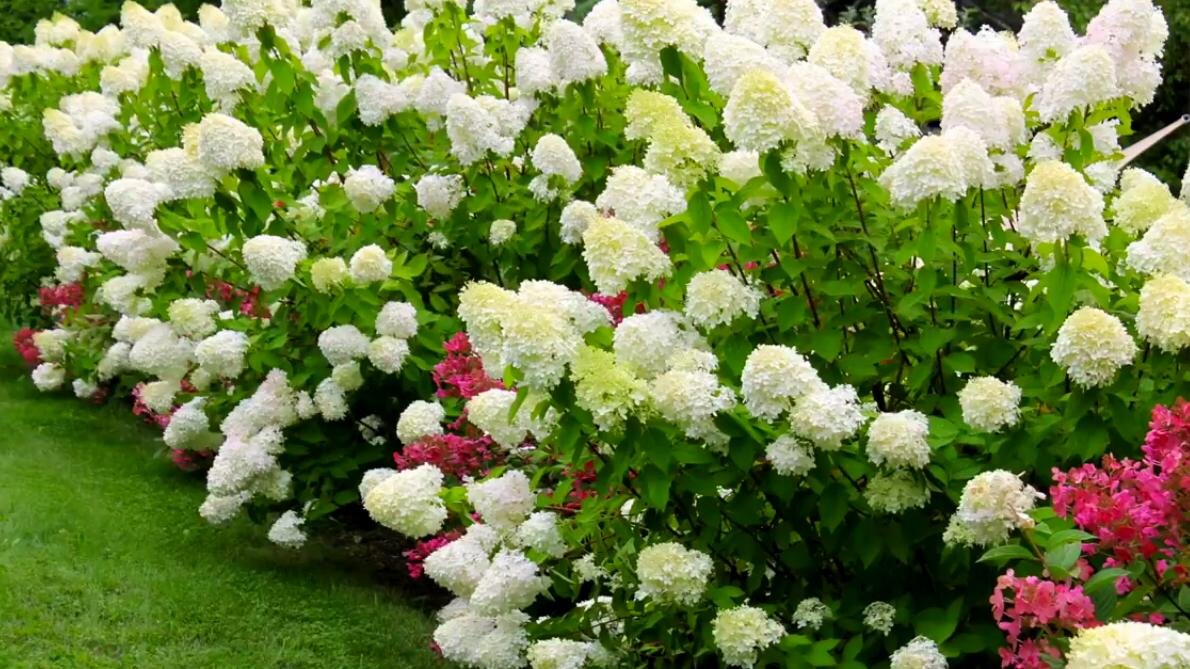 Гортензия метельчатая