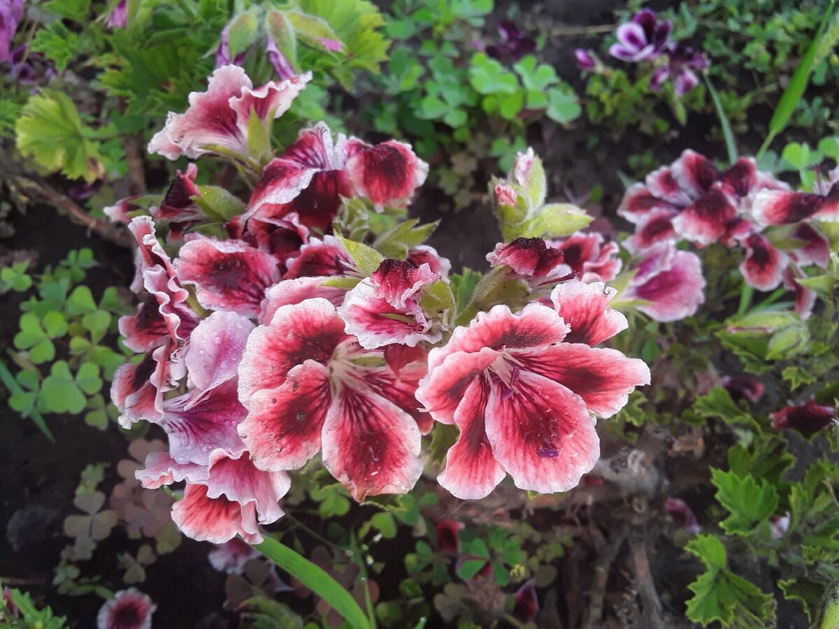 Королевская пеларгония PAC Candy Flowers Strawberry Cream в открытом грунте
