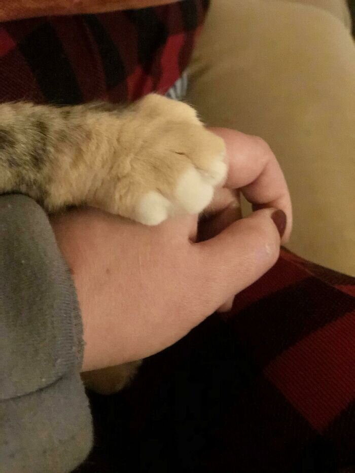 климлордс. кот помоечный про мужчин. твои лапки. повредничай. целуй лапку.