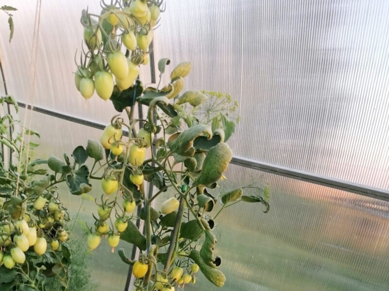 Томаты в парнике. Иллюстрация для статьи используется по стандартной лицензии