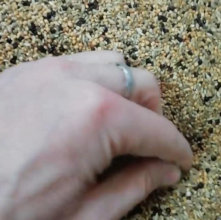 Корм для амадин в домашних  условиях. Фото из личного архива.