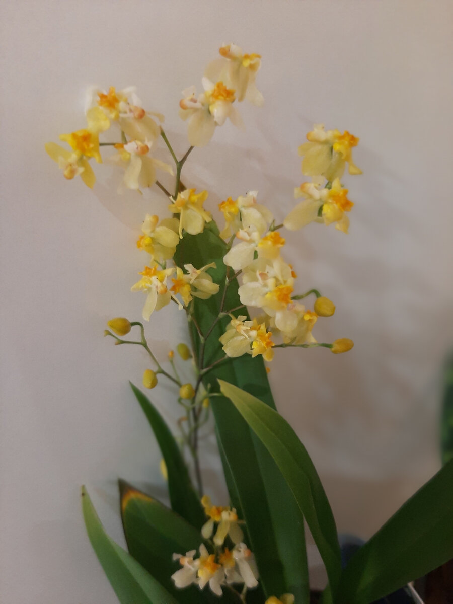 Мой онцидиум Твинкль после покупки. Очень жаль, что невозможно передать по фото его аромат