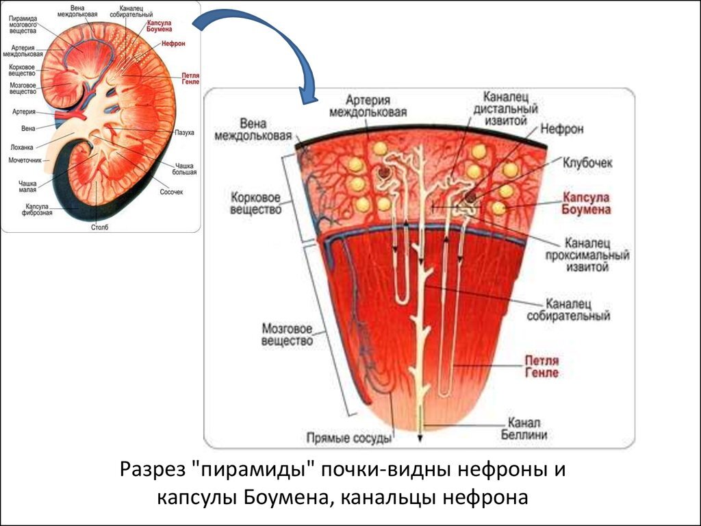 Нефроны - то, из чего состоят почки, и что выполняет основную функцию почек: очищать кровь от балластных веществ