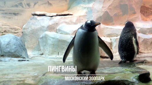 Video by Московский зоопарк / Moscow zoo — Video | VK