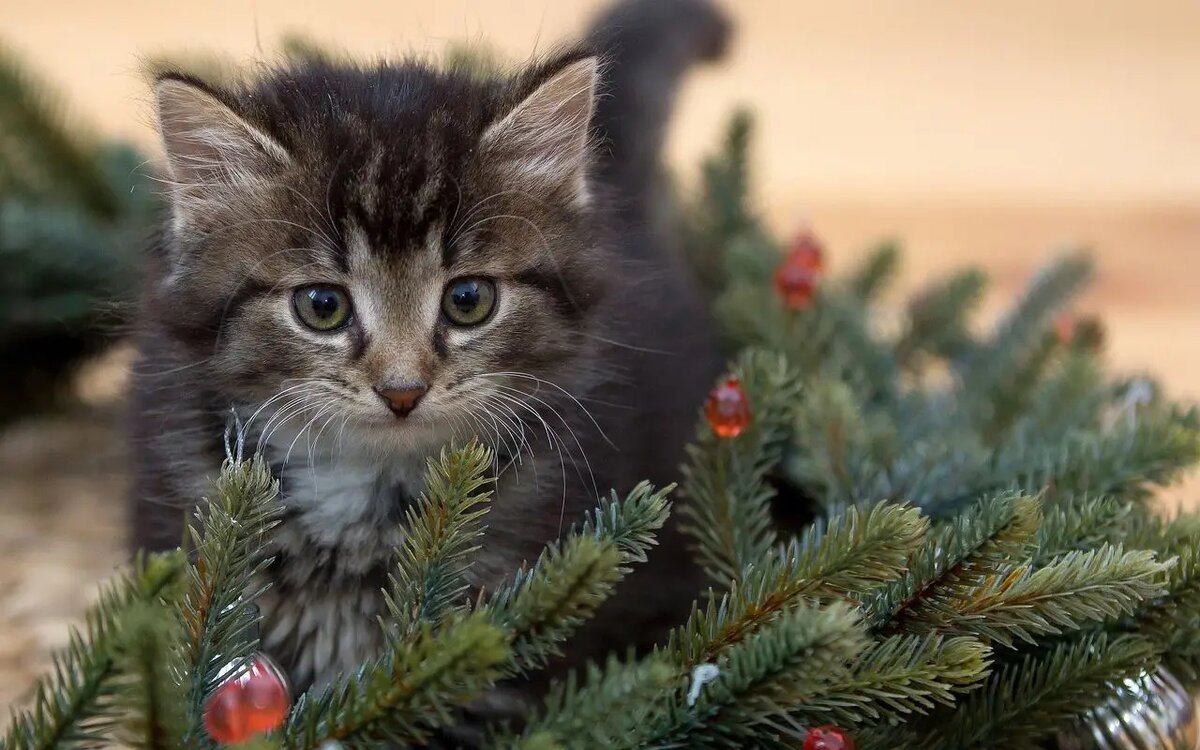 Кошки не любят запах хвои. Но очень любят погрызть что-то новенькое. / фото pixabay