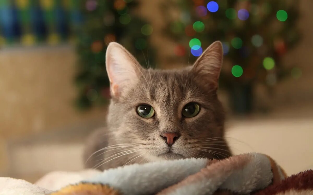 А можно ли примирить кошку и новогоднюю елку? / фото pixabay 