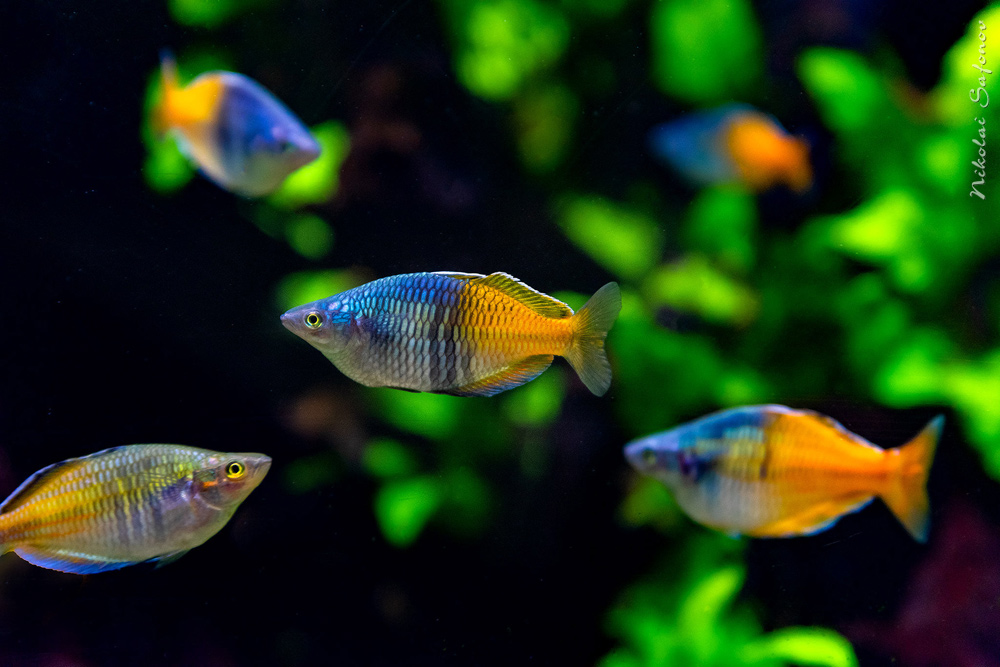 В аквариуме плавают золотые рыбки и радужные