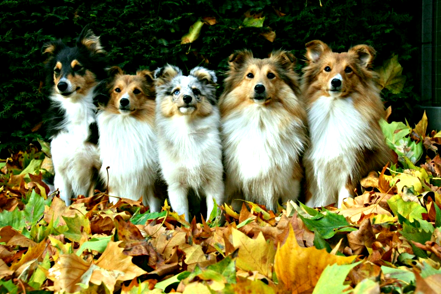 Шотландская овчарка (шелти). Фото klike.net