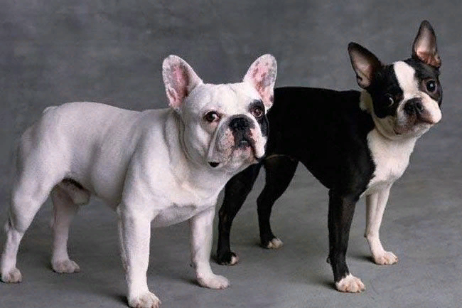 Две небольшие, довольно схожие по внешности собаки, влюбляющие в себя владельцев — французский бульдог и бостон терьер.