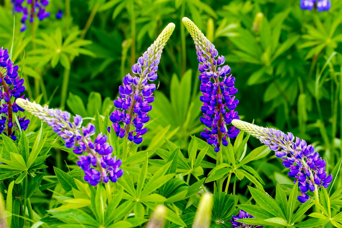 Ответ неправильный. Люпин многолистный. к Касатикам не относится.