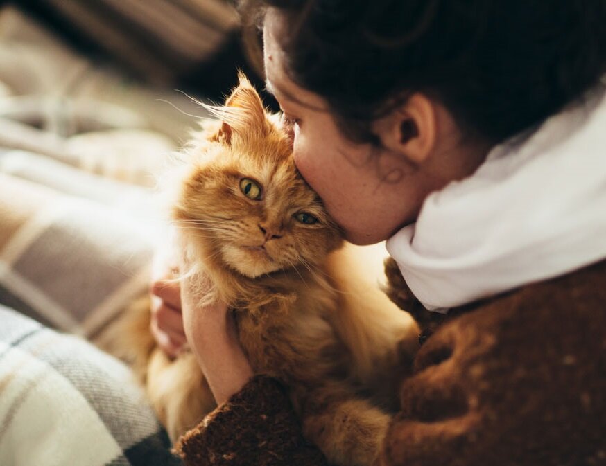 Типичная моносемья с котом.