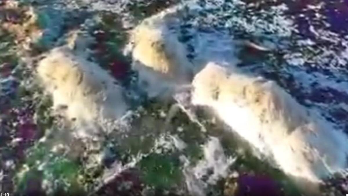    Туши сайгаков в замерзшей реке:instagram.com/bukenov_aibolat