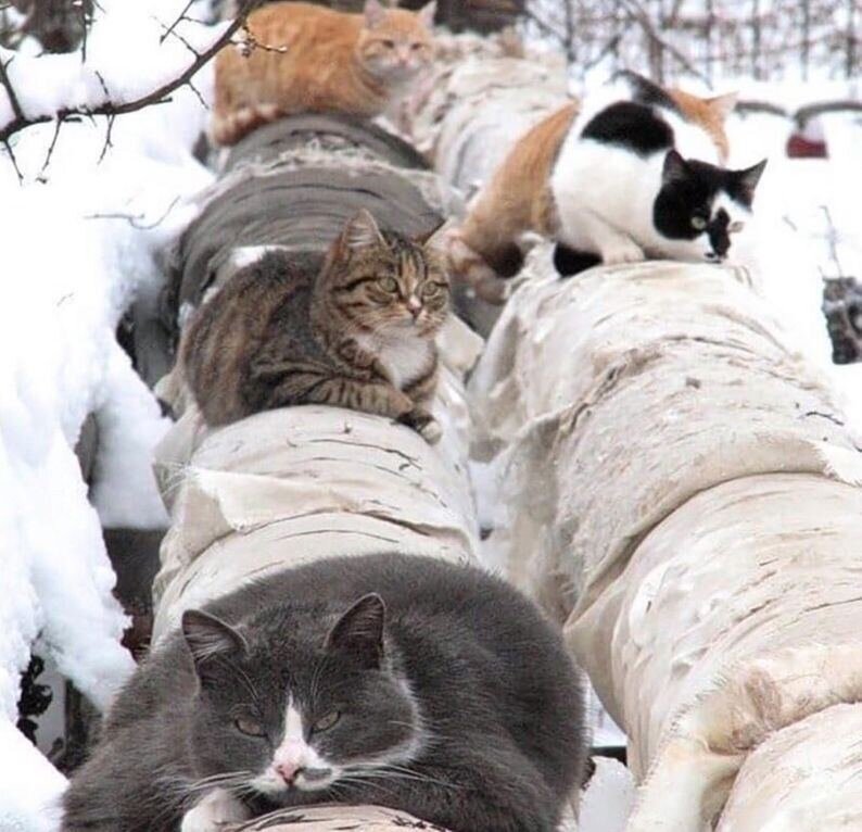 Взято с  memify.ru/meme/26007/