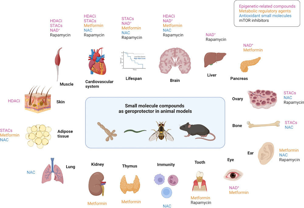   Wang, K., Liu, H., Hu, Q. et al. Epigenetic regulation of aging: implications for interventions of aging and diseases. Sig Transduct Target Ther 7, 374 (2022).