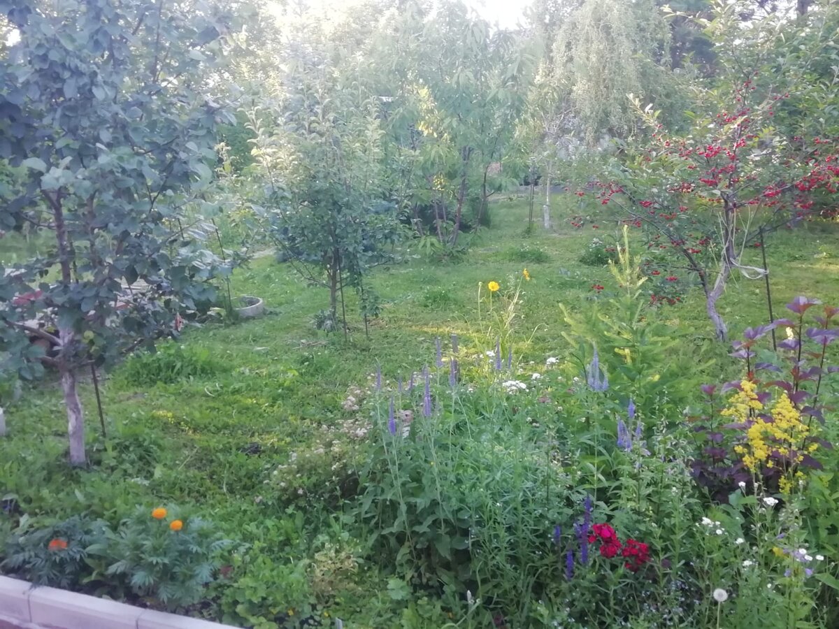 Этот же ракурс 2022 год. Климатические условия за забором те же.