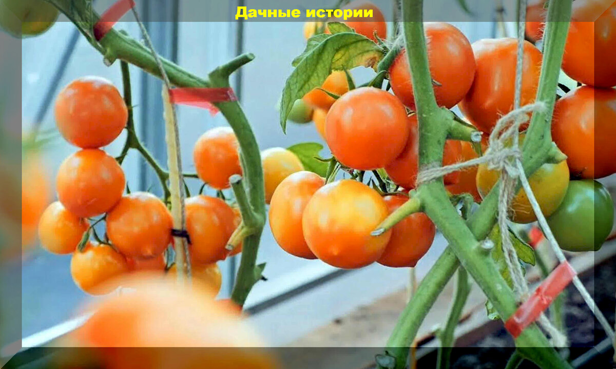 Томат золотая канарейка отзывы фото урожайность
