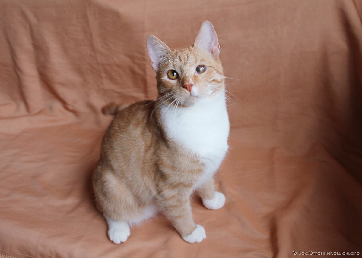 © ВСЕ ОТТЕНКИ КОШАЧЬЕГО. Марк ищет любящих маму и папу! 🐾