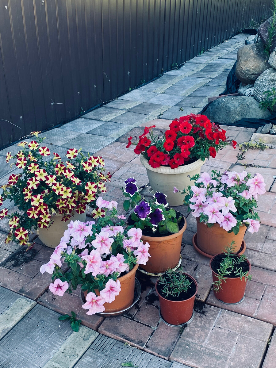 Петуньи хочу посадить в те же горшки и поставить на это же место в этом году. Везде фото автора.