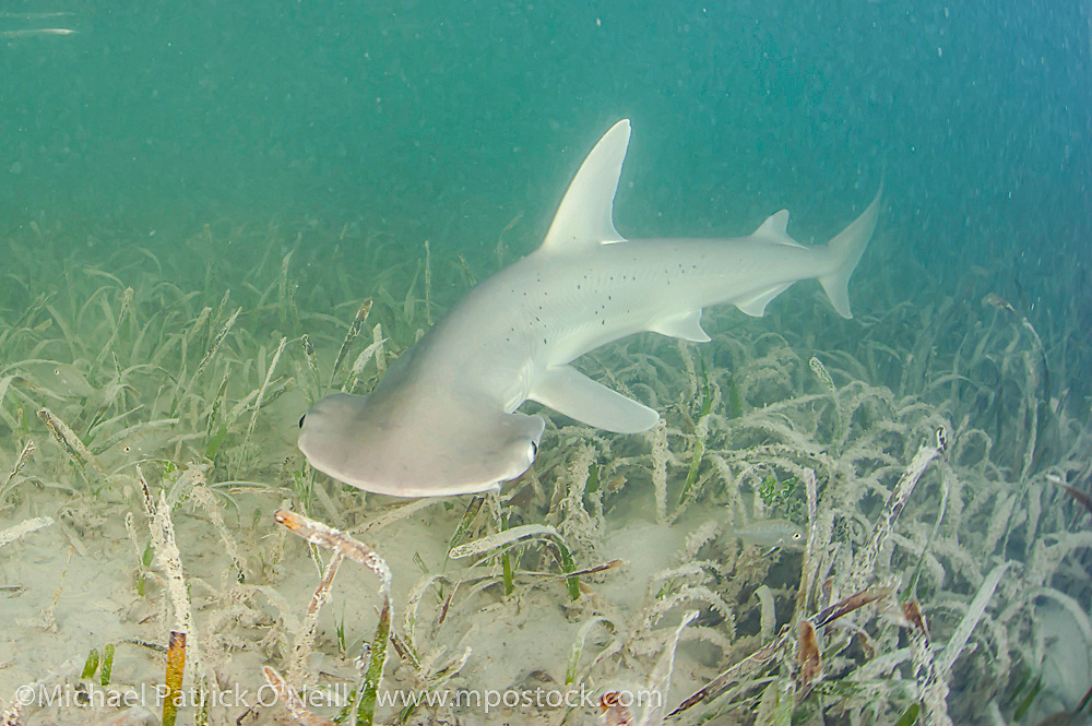 Акула-лопата: Зачем такая форма головы? - Zoo - Планета Земля