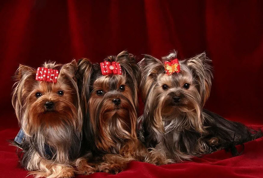 Йоркширский терьер