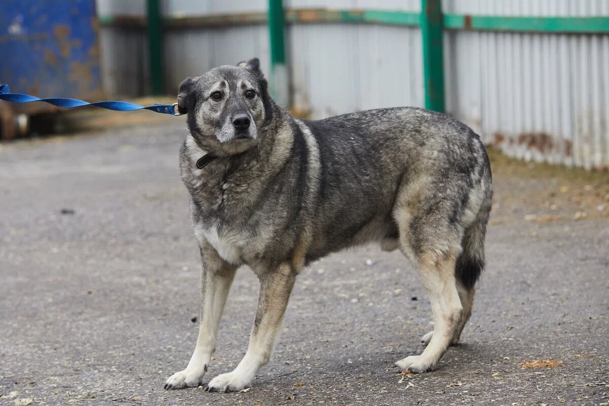 В такие приемники можно обратиться, если подозреваете, что вашего вольногуляющего питомца поймали во время отлова. 