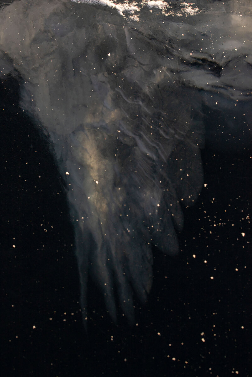 Вот такое "крыло" сформировалось во льду замерзжего озера.