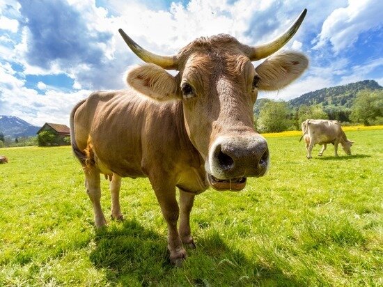     ФОТО: HTTPS://LOON.SITE/