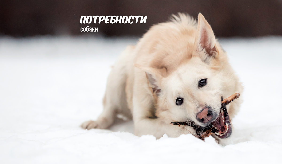 Белочка, ищет дом