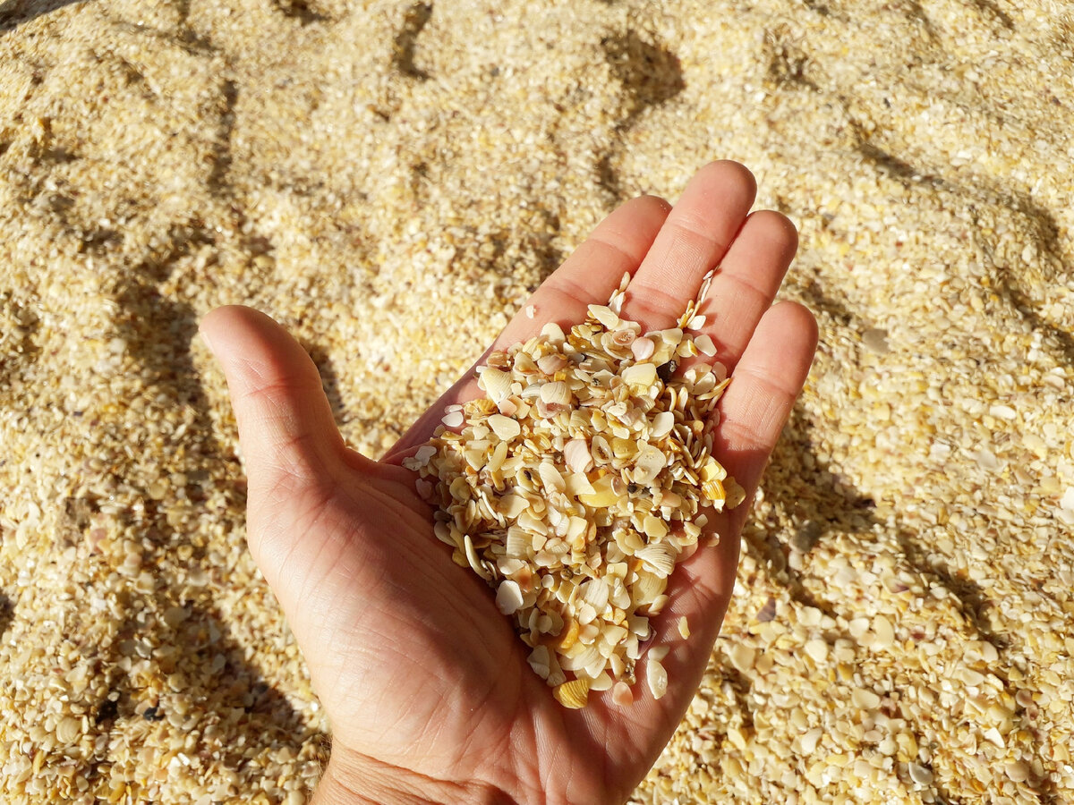 Ракушковый берег